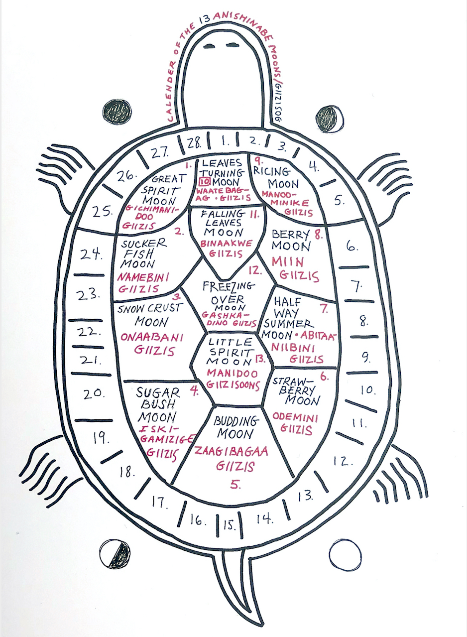 13 Moons Turtle Calendar - Terry Georgina